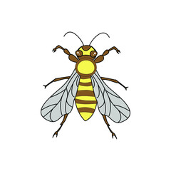 Vector colored illustration of bee isolated on white background.
