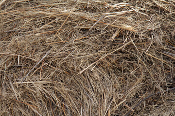 Fototapeta na wymiar Dry straw background for farm decoration