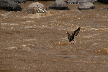 photo of a duck flying over a river with a rock in the background