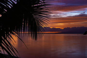 Fototapeta premium Palm tree fronds in silhouette during tropical island ocean colorful sunrise