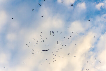 flock of seagulls with a blue sky with clouds in Rio de Janeiro.