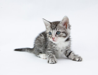 Fototapeta na wymiar Kitten Against White Background
