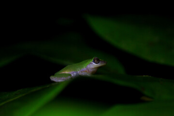 green tree frog