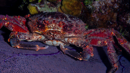 Channel clinging crab