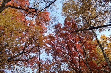autumn in the forest