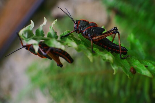 Saltamontes negro 