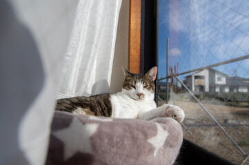 窓辺の猫　キジトラ猫