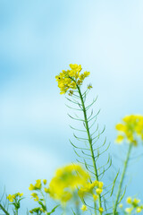 Obraz premium 菜の花