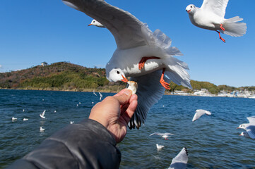カモメの餌やり
