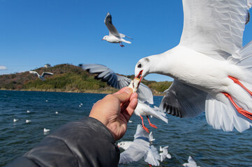カモメの餌やり