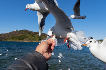 カモメの餌やり
