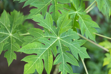 Closeup papaya leaves