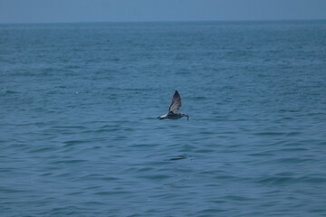 Fototapeta premium Flying bird over the sea