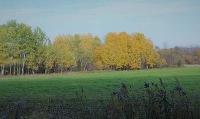 autumn landscape in the forest