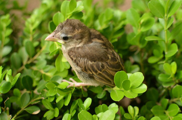 Resplendent bird perched in the bush