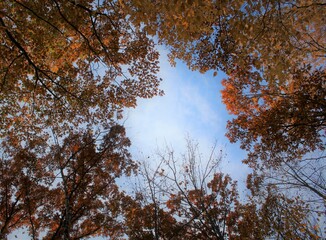 autumn in the forest