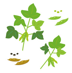 枝つき枝豆黒豆