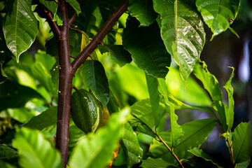 View of cacao fruits hanging in a cacao tree. Yellow color cocoa fruit (also known as Theobroma...