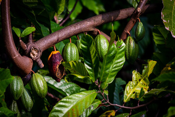 View of cacao fruits hanging in a cacao tree. Yellow color cocoa fruit (also known as Theobroma cacao)
