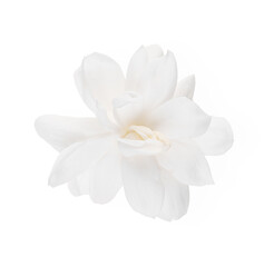 Jasmine Flower isolated on white background. Top view