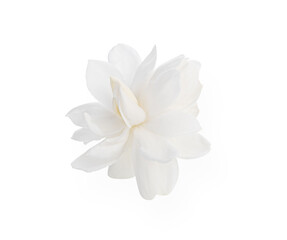 Jasmine Flower isolated on white background.
