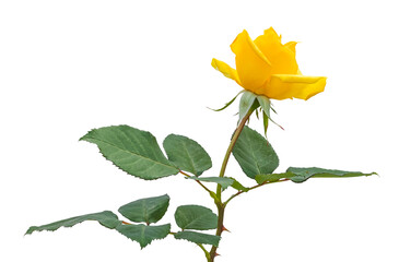 yellow rose with leaf isolated on white background