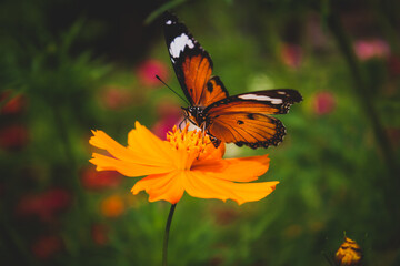 butterfly on flower
