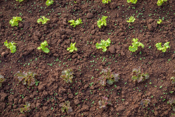 Rows of fresh lettuce plant growing from the soil, top view.