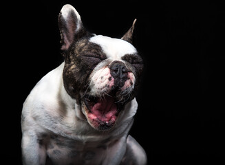 Obraz premium Cão