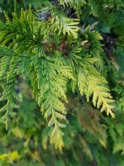 Green bright young branches of juniper