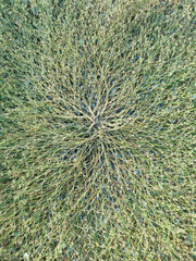 The grass branches of the trees spread out to form rafts on the ground. nature background.