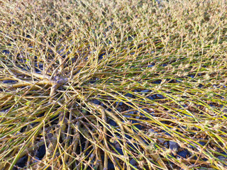The grass branches of the trees spread out to form rafts on the ground. nature background.
