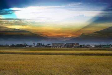 Beautiful green rice fields covered by morning mist and mountain in the background