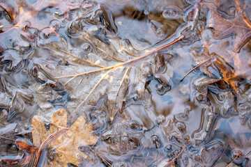 Autumn colored leaves in ice water.