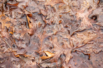 Autumn colored leaves in ice water.