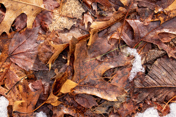 Dead Leaves with Snow on the Forest Floor. Many textures and warm colors in this winter season background.