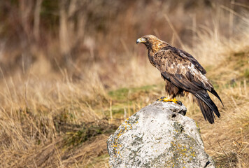 Golden Eagle flying in autumn landscape