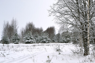 Forest covered by snow in Winter Landscape