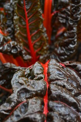 Red chard plant in a winter, wet garden.