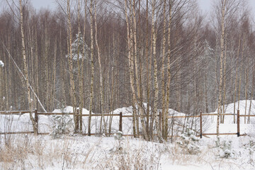 Winter forest landscape with timber fence. Dark silhouettes of snow-covered bare trees in a winter forest on a cloudy day