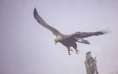 Golden Eagle flying in autumn landscape