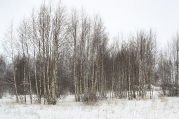 Winter forest landscape. Dark silhouettes of snow-covered bare trees in a winter forest on a cloudy day