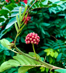 berries of a strawberry
