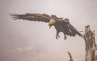 Golden Eagle flying in autumn landscape
