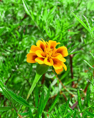 yellow flower in the garden