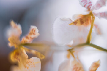 Fototapeta na wymiar Dreamy Background Orchid “Oncidium - Dancing Lady” Flower Blurred Wallpaper Closeup 