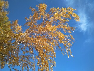yellow autumn leaves on tree branches in a sunny forest