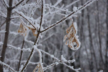 Forest plant covered with frost .