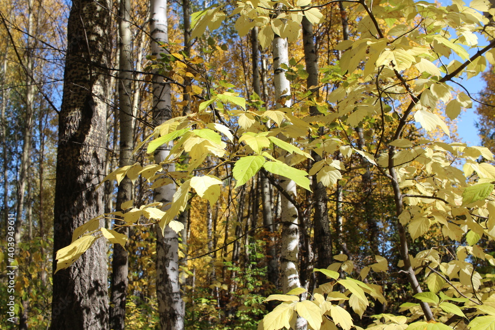 Wall mural yellow autumn leaves on tree branches in a sunny forest