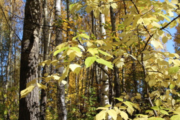 yellow autumn leaves on tree branches in a sunny forest